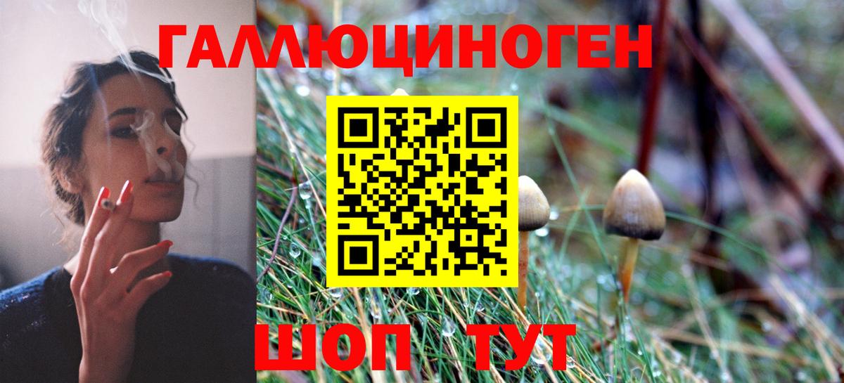Псилоцибиновые грибы Psilocybe Кандалакша